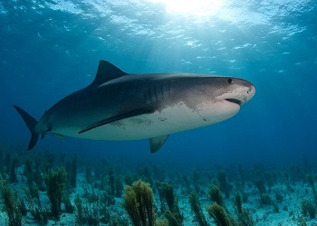 На Гавайях акула напала на туриста из Калифорнии