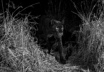 Британский фотограф снял черного леопарда – второй снимок за 100 лет