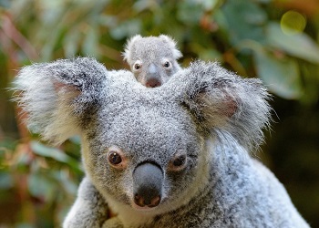 Австралия выбрала самую симпатичную коалу страны
