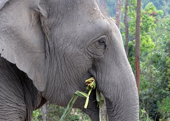 В Таиланде открылся лагерь для слонов, где их нельзя даже трогать
