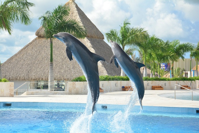 Доминикана, дельфины