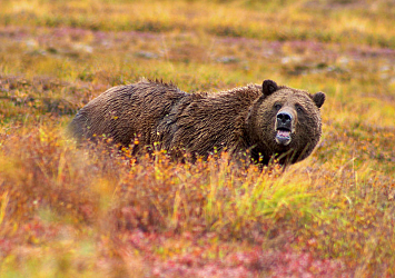 В Канаде турист отбился от нападения медведя гризли