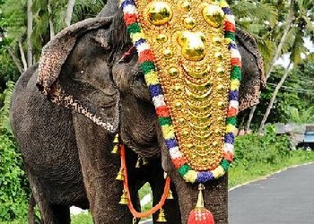 В Индии умерла одна из самых старых слоних в мире