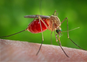 Роспотребнадзор советует защищаться от французских комаров