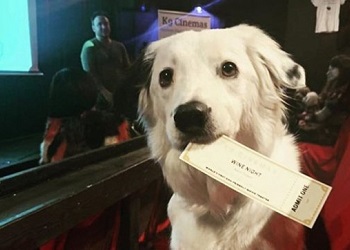 В Штатах открылся кинотеатр, где можно смотреть кино с собакой и бокалом вина