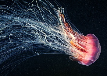 К берегам Анталии мигрируют крайне ядовитые медузы