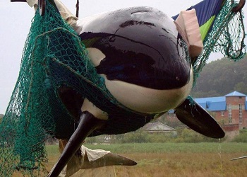 Косаток и белуг из китовой тюрьмы выпустят в Охотское море