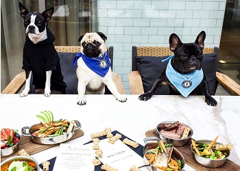 Нью-йоркский ресторан сделал меню для собак
