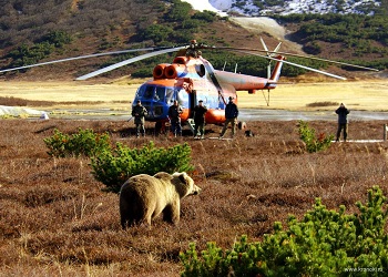 Экскурсии в Долину гейзеров приостанавливаются на брачный период медведей