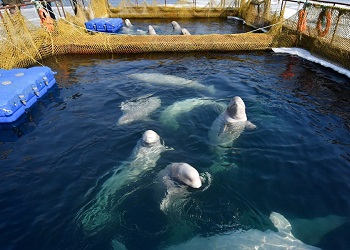 Хозяин китовой тюрьмы не намерен отпускать животных