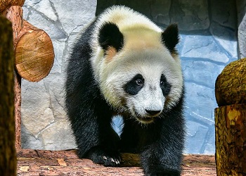 В Московском зоопарке начнется прямая трансляция из вольеров панд