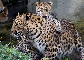 В нацпарке «Земля леопарда» впервые сняли самку с котятами