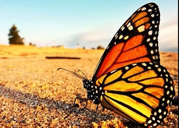 Данаида МОНАРХ: бабочка, которая перелетела океан