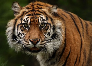 Тигр в зоопарке Канзаса напал на сотрудницу
