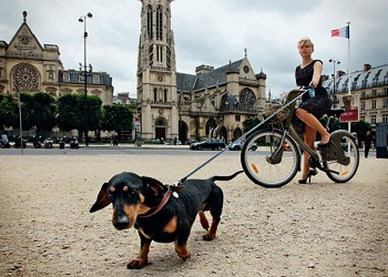 Все парки Парижа открыты для собак и велосипедистов