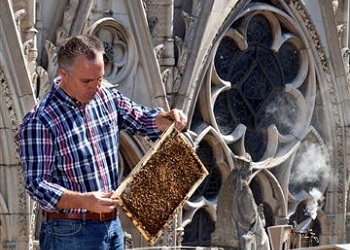 Судьба 18 тысяч пчел, живших в ульях под крышами Нотр-Дама, пока неизвестна