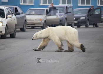 По улицам Норильска ходит белый медведь