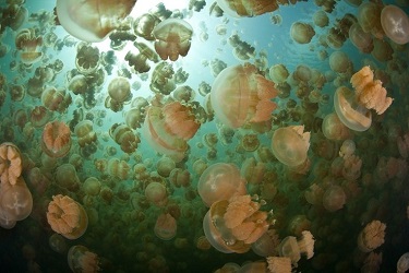 В Озере медуз спустя два года появились медузы
