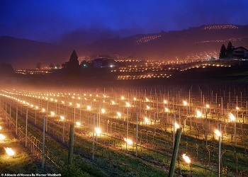 Итальянские виноделы стараются спасти виноград