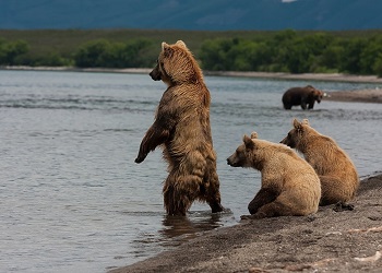 Голодные медведи на Камчатке демонстрируют агрессию