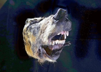 В вечной мерзлоте Сибири найден 30-тысячелетний пещерный лев