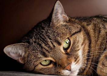 Пропавший в Штатах кот был найден за 1100 миль от дома