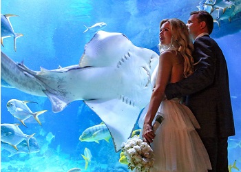 В Москве можно сыграть свадьбу на стадионе и в аквариуме