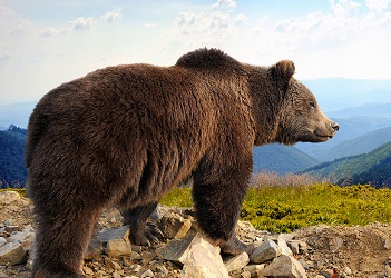 В Португалии обнаружили первого за 200 лет медведя
