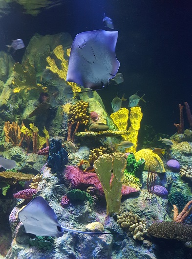 Лоро парк аквариум