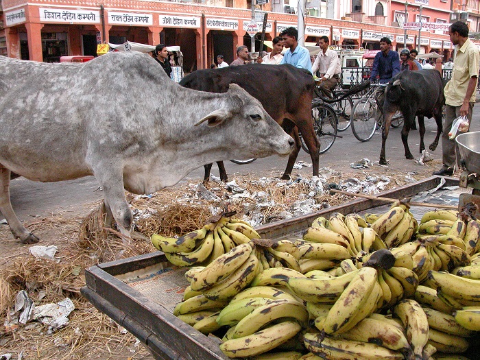 Индия коровы