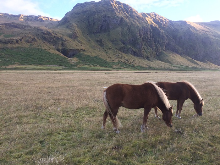 лошади Исландия
