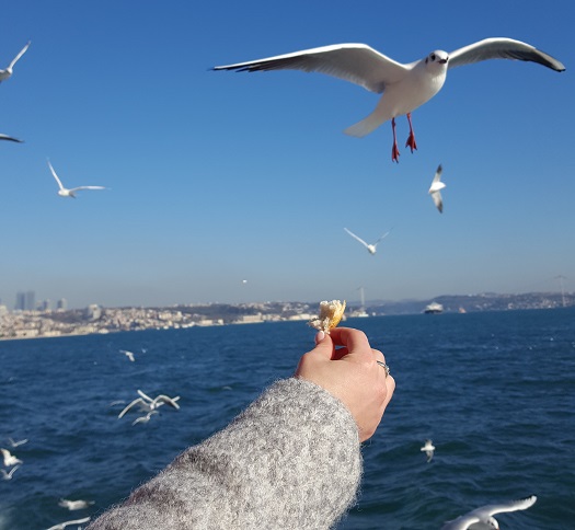 чайки Стамбул