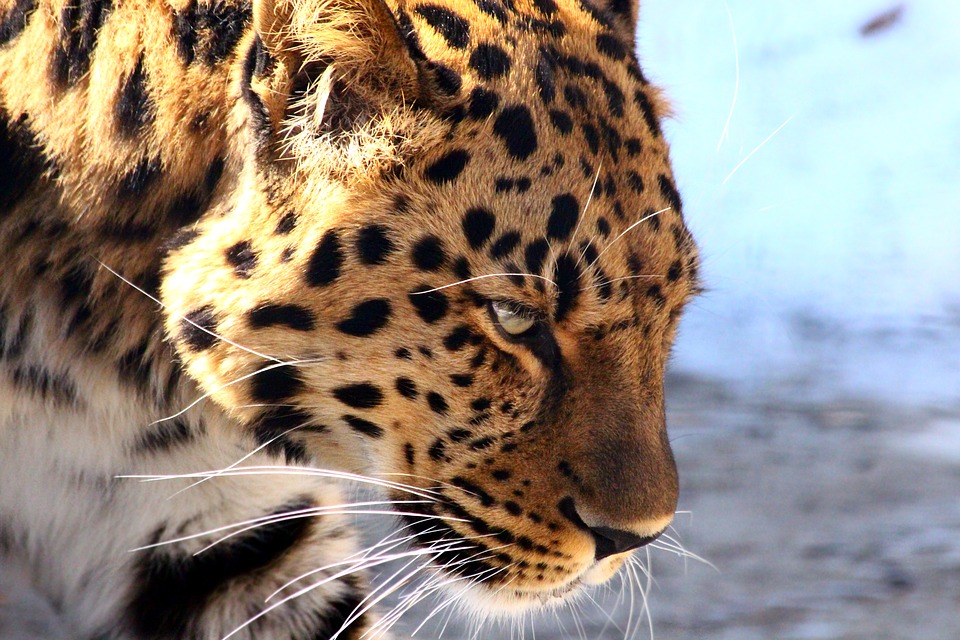 leopard-3898912_960_720.jpg