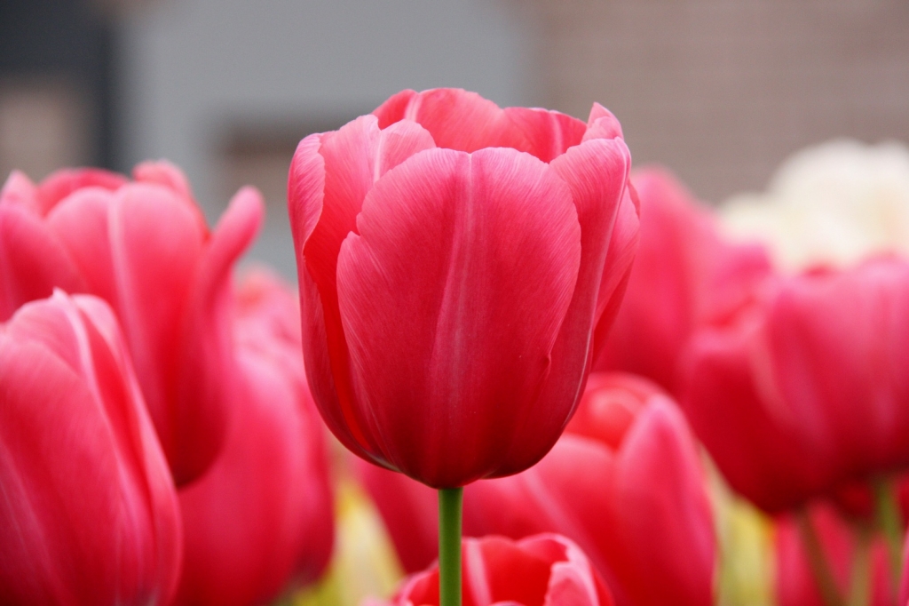 Pink-Tulips-2009.jpg
