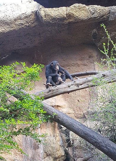 Лоро парк шимпанзе