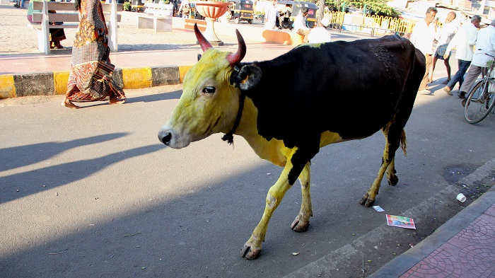 желтая корова