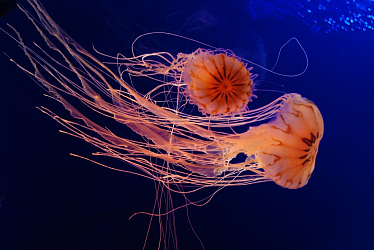 На Канарских островах туристам запретили посещать пляжи из-за медуз