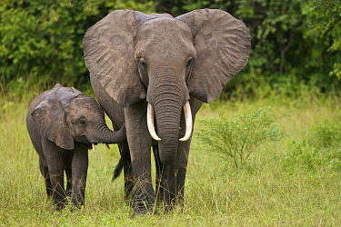 Турист из Прикамья чудом выжил после нападения слонов в Замбии