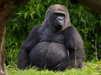 В зоопарке США умерла старейшая равнинная горилла